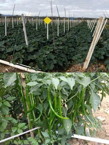 決勝2019 牙叉鎮(zhèn)農(nóng)副產(chǎn)品展銷(xiāo)會(huì)人氣高漲，銷(xiāo)售額突破6.1萬(wàn)元